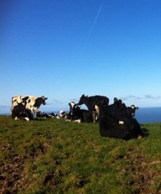 Trehane Farm